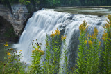 Golden rods and waterfall