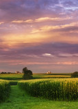 Corn field