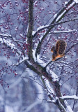 Cherry, squirrel and snow