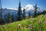 Mt Rainier summer