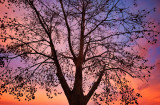 Tree and sunrise