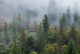 Autumn morning fog