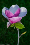 magnolia in blossom