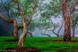 inside of the park in spring