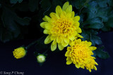 chrysanthemums (mums or chrysanths)
