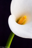 pwerful lily