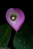 calla lily