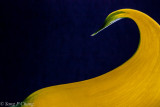 power of yellow calla lily