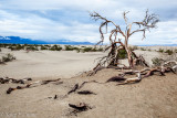 dead trees in sand dunes