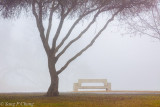 winter mist at the park