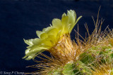 Golden Barrel in full blossom