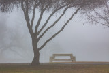 winter mist at the park