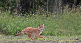 IMG_9013 Swift Fox on River Lot 56, Aug 29