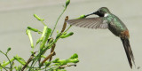 IMG_4429 Hummingbird Demonstrates Hover