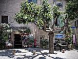 Shop Courtyard and Plane Tree