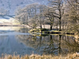 Winter Trees, Rydal