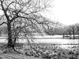 Rydal Winter (mono)