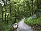 Winding Path