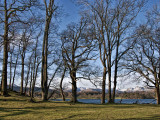 Derwent Trees
