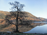 Winter tree at sunset, Ulswater