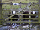 Ba Ba Black Sheep!