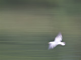 Flight of Fancy!