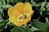 Fleurs
