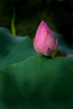 Lotus flower. Suzhou city, China. CZ2A4044.jpg