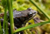 A wood frog. The only amphibian to occur in Alaska. CZ2A7893.jpg