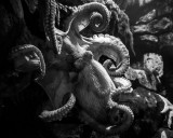 Giant octopus.  Seward, Alaska.  CZ2A9084.jpg