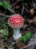 Amanita muscaria. It can make you hallucinate, or sick or kill you.  CZ2A0863.jpg