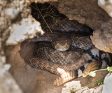 Western Diamondback Rattlesnakes. CZ2A7756.jpg