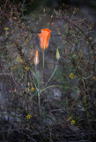 A lily in the desert with the setting sun providing the light. CZ2A8043.jpg