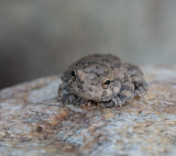 Canyon tree frog out while a little water remains in a normally dry stream. CZ2A8075.jpg