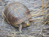 A rare  sighting of a Desert Box turtle, Catalina State Park. CZ2A1196.jpg