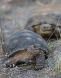 A pair of Desert Tortoises. CZ2A1332.jpg