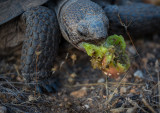 Desert tortoise eating cactus fruit. CZ2A1477.jpg