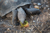 Desert tortoise eating cactus fruit. CZ2A1457.jpg