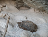 Desert tortoise eating natural occurring minerals. DSC01044.jpg