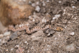 Gopher Snake. DSC01049.jpg