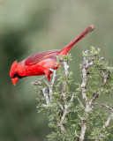 Cardinal 2