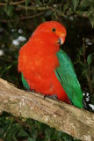 King parrot - male