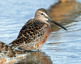 Dowitchers, Long-billed