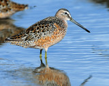 Dowitchers, Long-billed