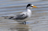 Tern, Least