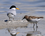 Tern, Least & Least Sandpiper (Size Comparison)