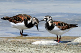 Turnstone, Ruddy