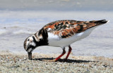 Turnstone Ruddy D-127.jpg