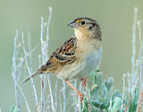 Sparrow, Grasshoper