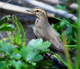 Waterthrush, Northern